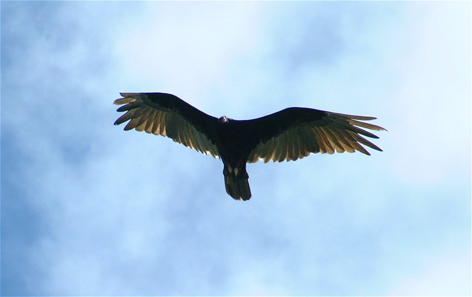 (28) Dscf0683 (turkey vulture).jpg   (950x599)   137 Kb                                    Click to display next picture